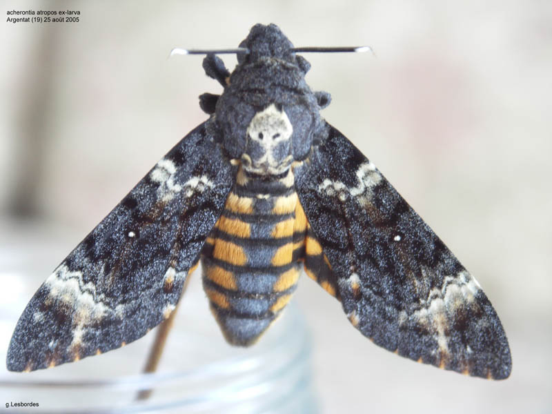 atropos r.jpg
